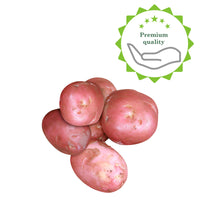 25x Pomme de terre Solanum 'Désirée'