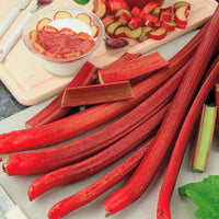 Rhubarbe Rheum 'Victoria' Biologique