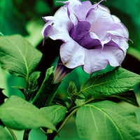 Datura 'Double Purple' Violet