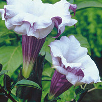 Datura 'Double Purple' Violet