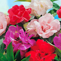 Balsamine des jardins  ‘Camellia Flowered’ Mélange de couleurs