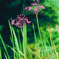 Butome en ombelle rose