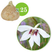 25x Glaïeul Acidanthera murielae blanc