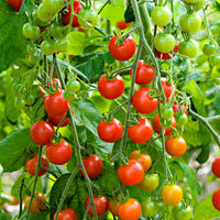 Tomate cerise Solanum 'Supersweet 100 F1' 5 m² - Semences de légumes