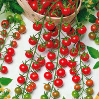Tomate cerise Solanum 'Supersweet 100 F1' 5 m² - Semences de légumes