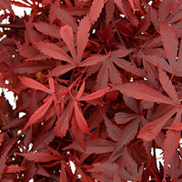 Érable du Japon Acer 'Atropurpureum' vert-rouge