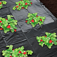 Nature Film de paillage pour fraises Noir