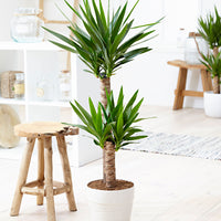Yucca Yucca elephantipes XL 2 troncs