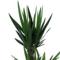 Yucca Yucca elephantipes XL 2 troncs