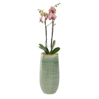 TS pot de fleurs haut Iris rond vert - Pot pour l'intérieur