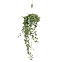 Lierre grimpant Hedera 'Eva'  - Plante suspendue