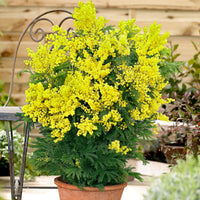 Mimosa Acacia dealbata jaune