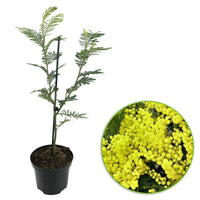Mimosa Acacia dealbata jaune