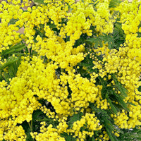 Mimosa Acacia dealbata jaune