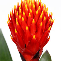 Bromélia Guzmania 'Tala' vert-orangé