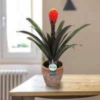 Bromélia Guzmania 'Tala' vert-orangé