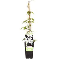 Clématite montana ‘Grandiflora‘ blanche