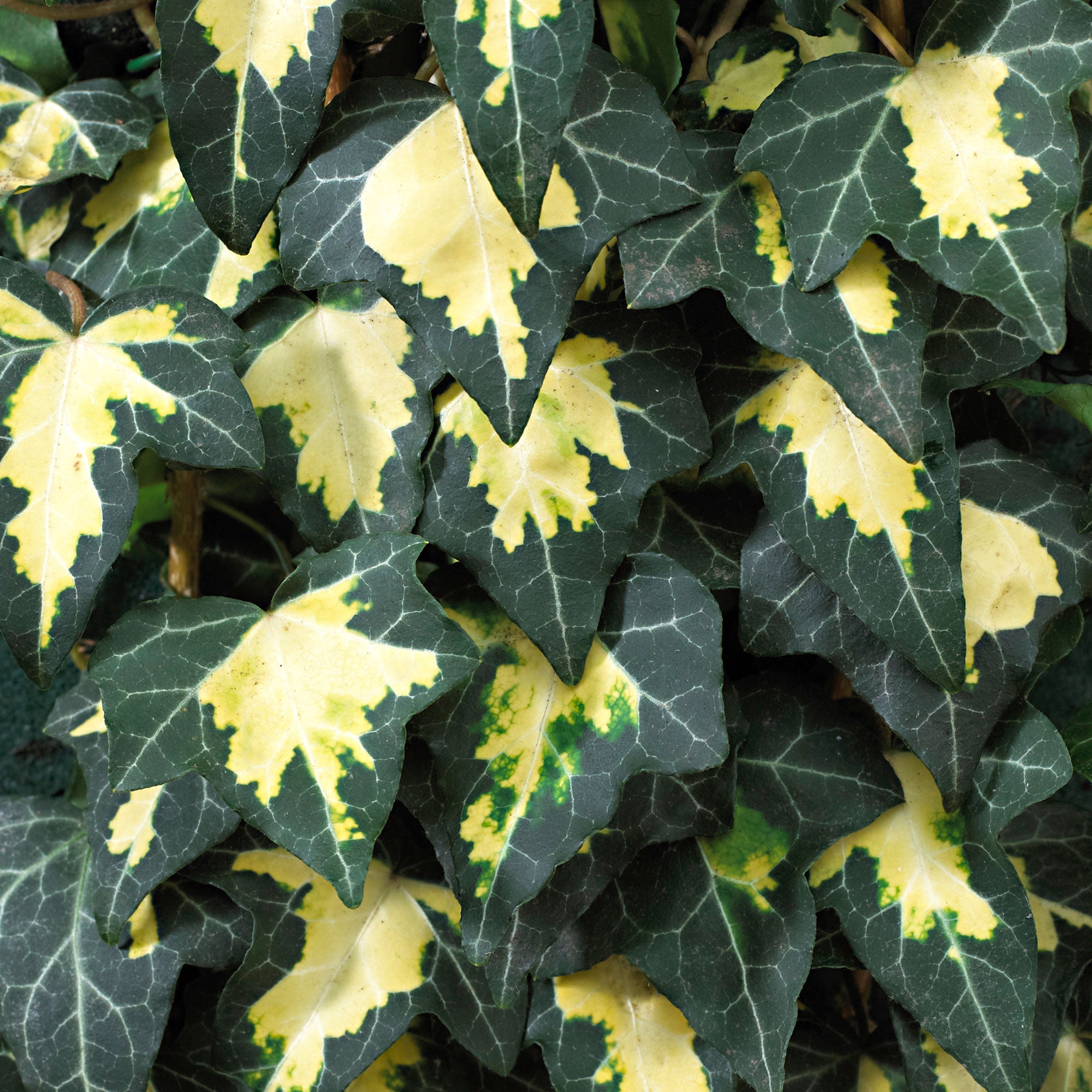 Lierre Hedera acheter | Bakker.com