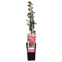 Buisson ardent ‘Red Column‘ vert-rouge