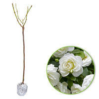 Rosier-tige Rosa 'Kristal'® Blanc