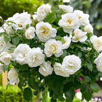 Rosier-tige Rosa 'Kristal'® Blanc