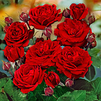 Rosier-tige Rosa 'Nina Rosa' rouge