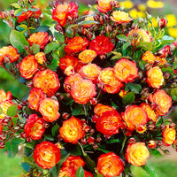 Rosier-tige Rosa 'Cuba Dance' orangé-jaune-rouge
