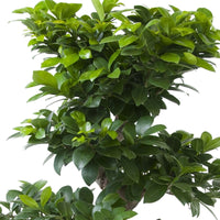Bonsai Ficus 'Ginseng' en forme de S