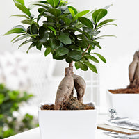 Bonsai Ficus 'Ginseng' avec cache-pot blanc