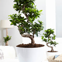 Bonsai Ficus 'Ginseng' en forme de S XL avec cache-pot blanc