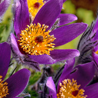 3x Anémone pulsatille violet-orangé - Plants à racines nues