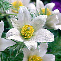 3x Anémone pulsatille blanc-jaune - Plants à racines nues