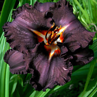 3x Lys Hemerocallis 'Black Magic' violet - Plants à racines nues