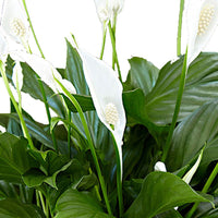 Fleur de lune Spathiphyllum 'Pearl Cupido' Blanc avec pot décoratif
