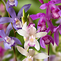 3x Orchidée terrestre Bletilla striata bleu-violet