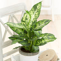 Dieffenbachia 'Sublime'