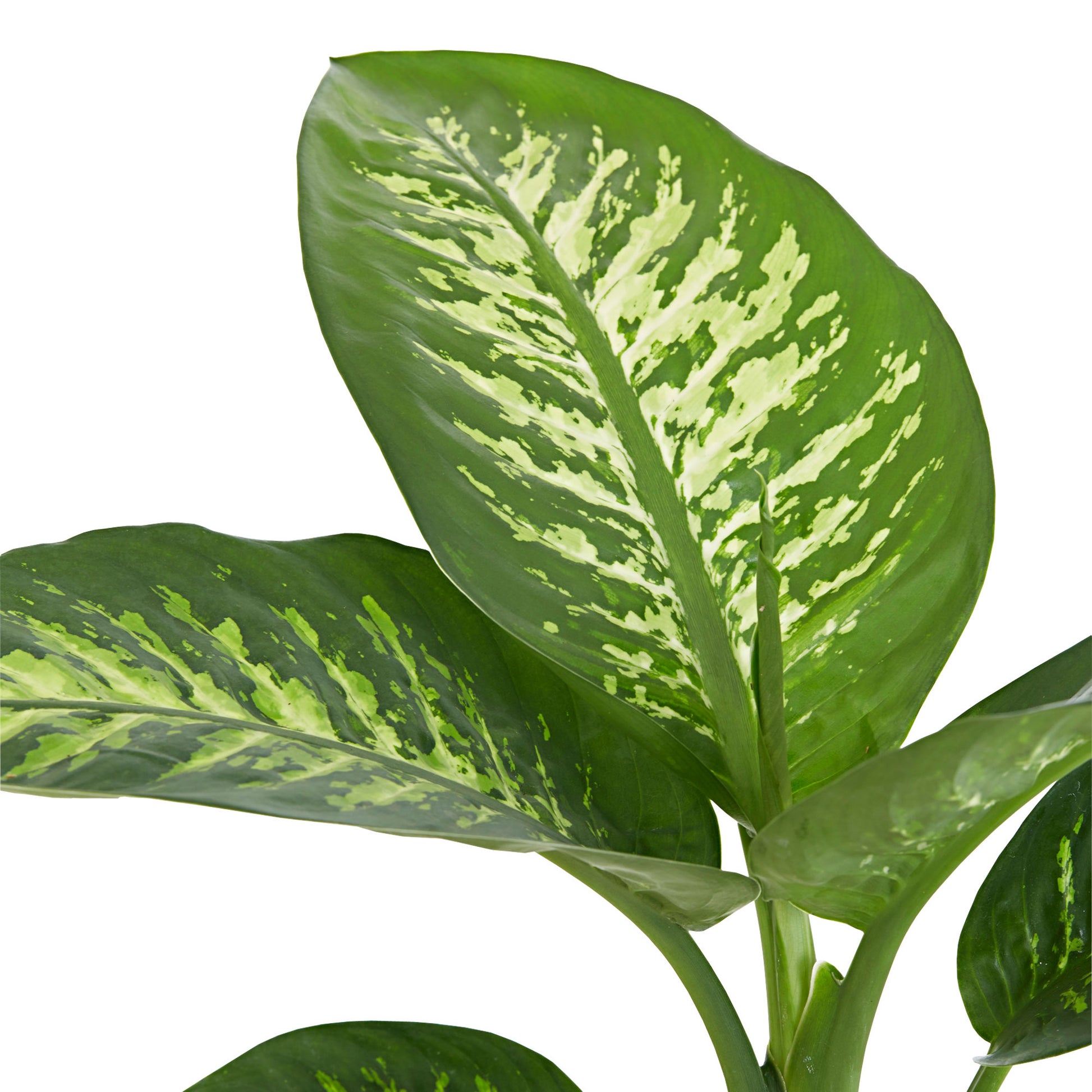 dieffenbachia feuilles tombantes Achetez maintenant une plante d'intérieur Dieffenbachia 'Tropic Snow'
