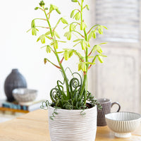 'Frizzle Sizzle' Vert-Blanc
