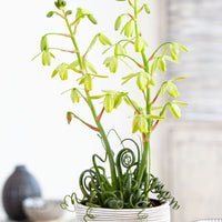 'Frizzle Sizzle' Vert-Blanc