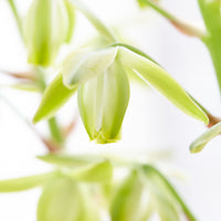 'Frizzle Sizzle' Vert-Blanc