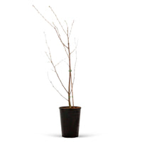 Cerisier nain Prunus 'Musketiers Athos'®