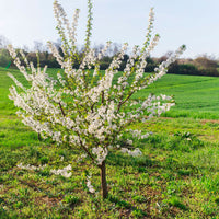 Cerisier nain Prunus 'Musketiers Athos'®