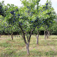 Prunier Prunus 'Valor' Violet