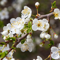 Prunier Prunus 'Valor' Violet