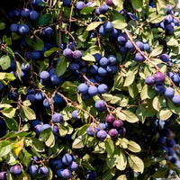 Prunier Prunus 'Valor' Violet