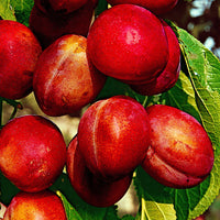 Prunier Prunus ‘Victoria‘