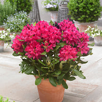 Rhododendron 'Nova Zembla' rose
