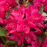 Rhododendron 'Nova Zembla' rose