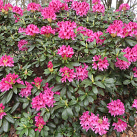 Rhododendron 'Nova Zembla' rose
