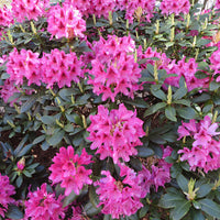 Rhododendron 'Nova Zembla' rose